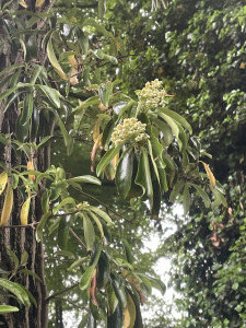 Hydrangea (Decumaria) sinensis    